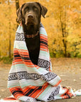 Dog with Mexican blanket