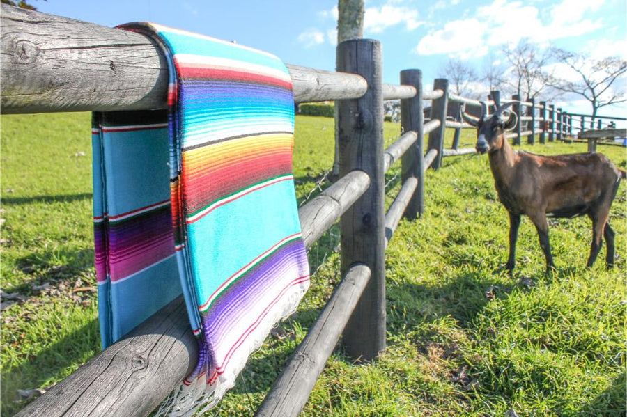 Mexican Striped Blanket with Curious Goat