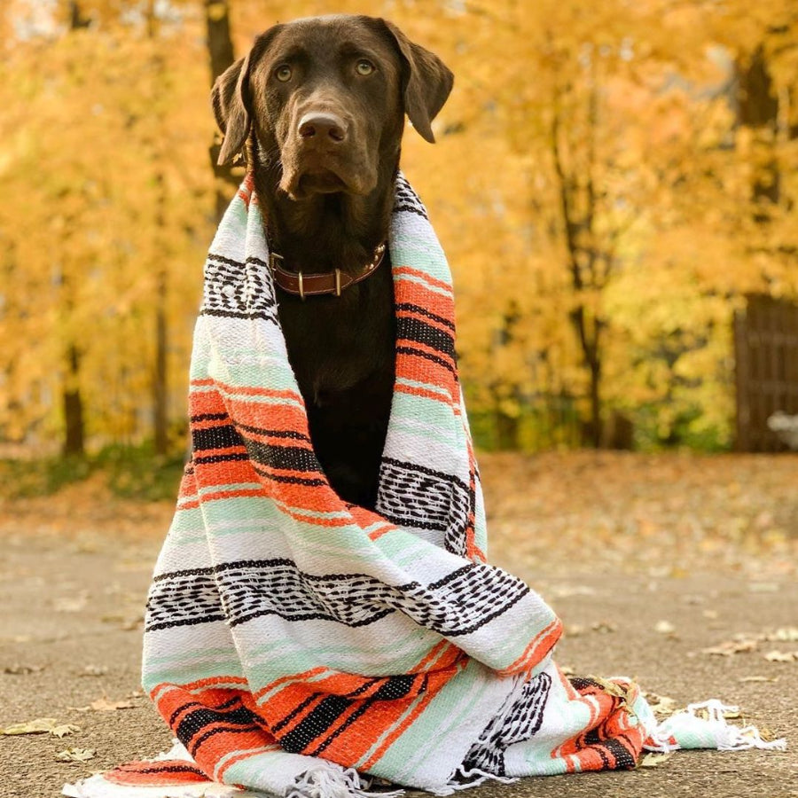 Dog with Mexican blanket
